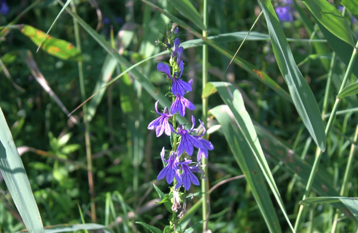 f:id:bihorokiyoshi:20210828060639j:plain