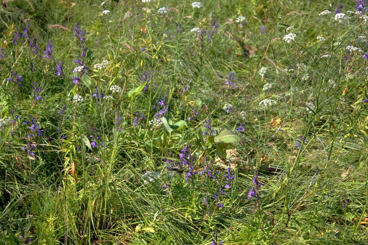 f:id:bihorokiyoshi:20210828060721j:plain