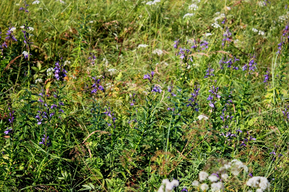 f:id:bihorokiyoshi:20210828060815j:plain