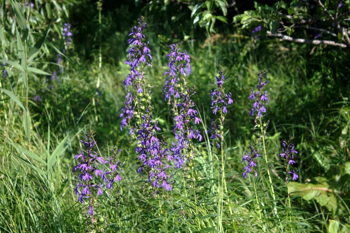 f:id:bihorokiyoshi:20210828060905j:plain