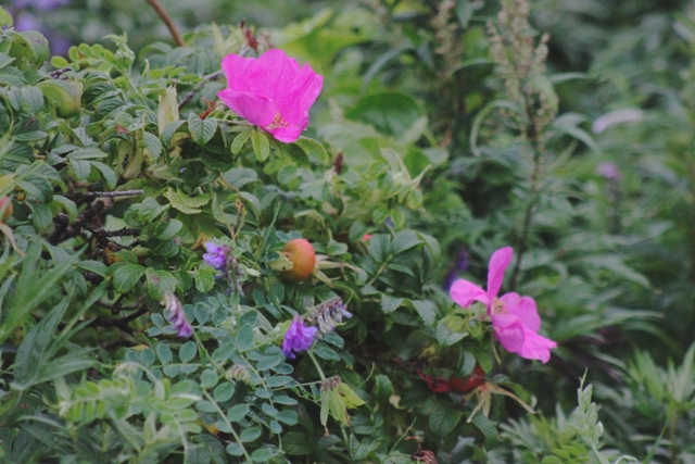 f:id:bihorokiyoshi:20210830051318j:plain