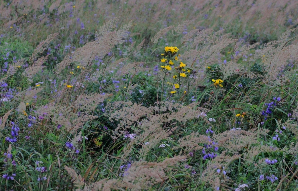 f:id:bihorokiyoshi:20210830051338j:plain