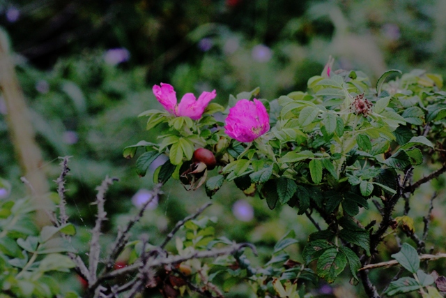 f:id:bihorokiyoshi:20210830051404j:plain