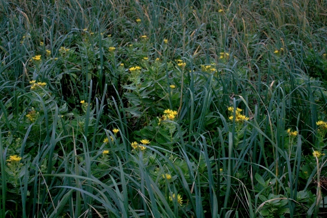 f:id:bihorokiyoshi:20210831060829j:plain