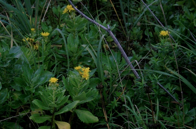 f:id:bihorokiyoshi:20210831060846j:plain