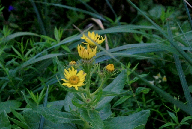 f:id:bihorokiyoshi:20210831060914j:plain