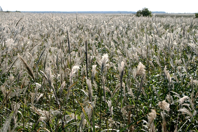 f:id:bihorokiyoshi:20210930070120j:plain