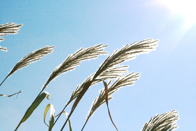 f:id:bihorokiyoshi:20210930070151j:plain