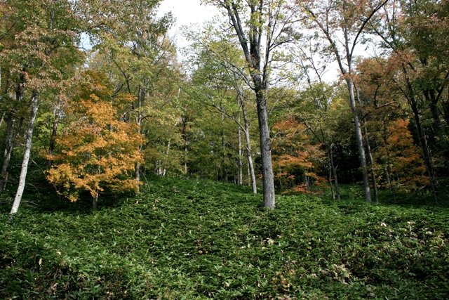 f:id:bihorokiyoshi:20211024060135j:plain