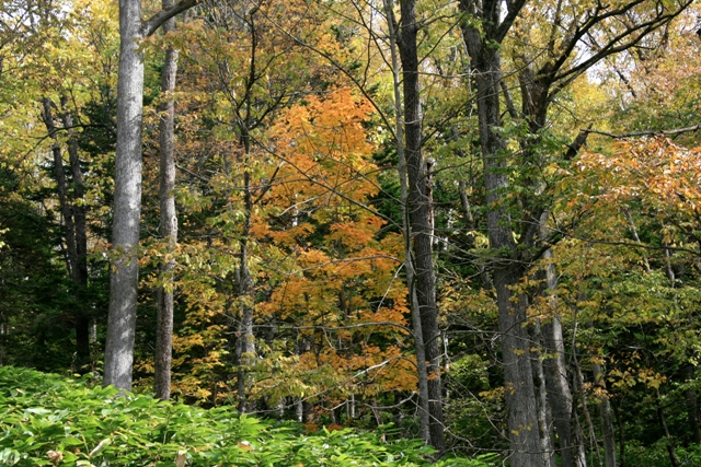 f:id:bihorokiyoshi:20211024060150j:plain