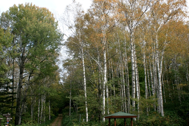 f:id:bihorokiyoshi:20211024060200j:plain