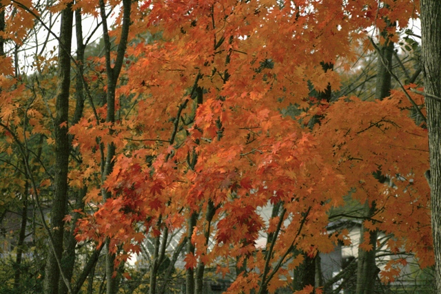f:id:bihorokiyoshi:20211106063910j:plain