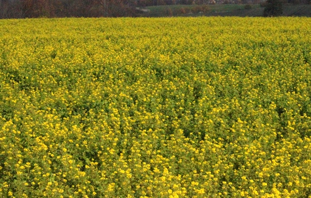 f:id:bihorokiyoshi:20211108052431j:plain