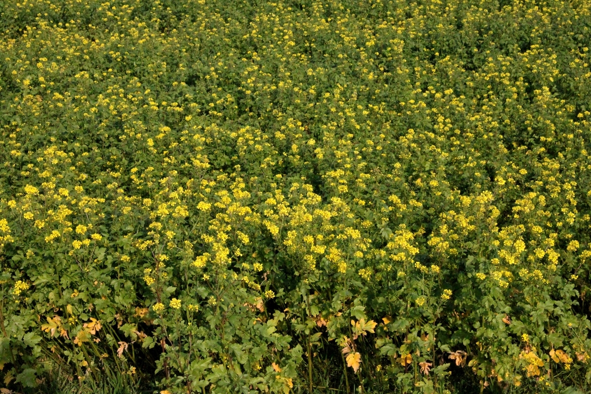 f:id:bihorokiyoshi:20211108052516j:plain