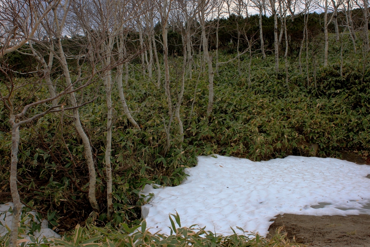 f:id:bihorokiyoshi:20211110045530j:plain