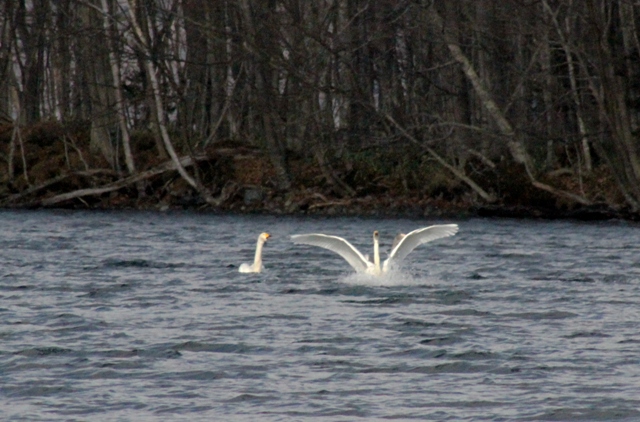 f:id:bihorokiyoshi:20211119070640j:plain