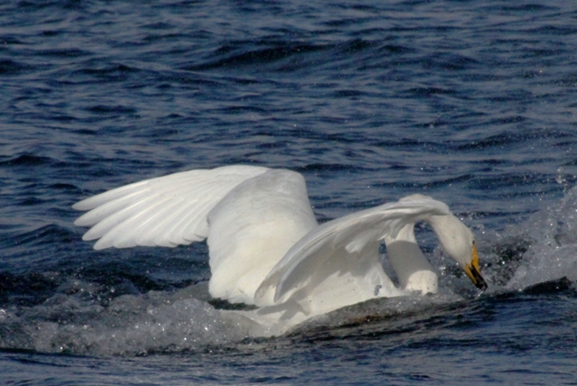 f:id:bihorokiyoshi:20211119070706j:plain