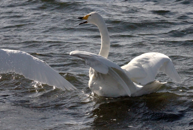 f:id:bihorokiyoshi:20211119070717j:plain