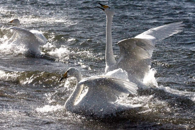 f:id:bihorokiyoshi:20211119070727j:plain