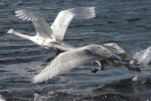 f:id:bihorokiyoshi:20211120061817j:plain