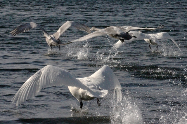 f:id:bihorokiyoshi:20211120061833j:plain