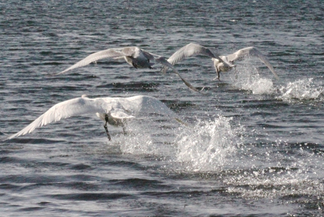 f:id:bihorokiyoshi:20211120061855j:plain