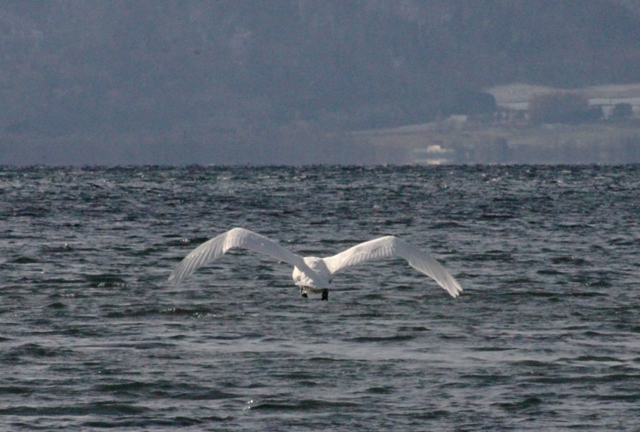 f:id:bihorokiyoshi:20211120061956j:plain