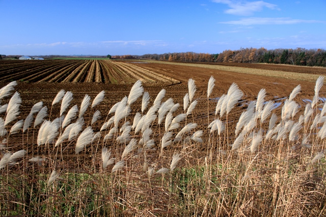 f:id:bihorokiyoshi:20211121064343j:plain