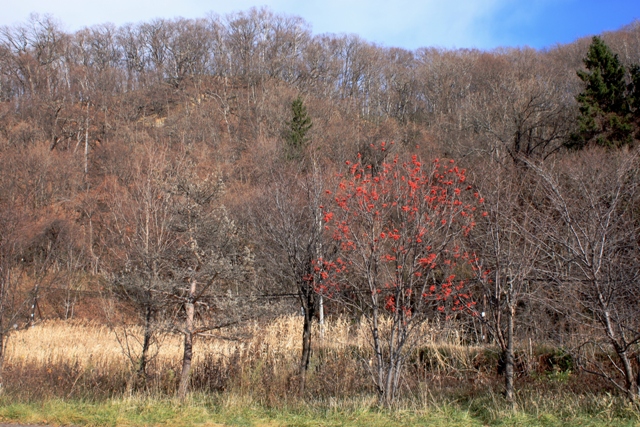 f:id:bihorokiyoshi:20211122064020j:plain