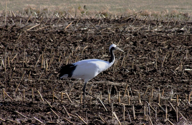 f:id:bihorokiyoshi:20211128053217j:plain