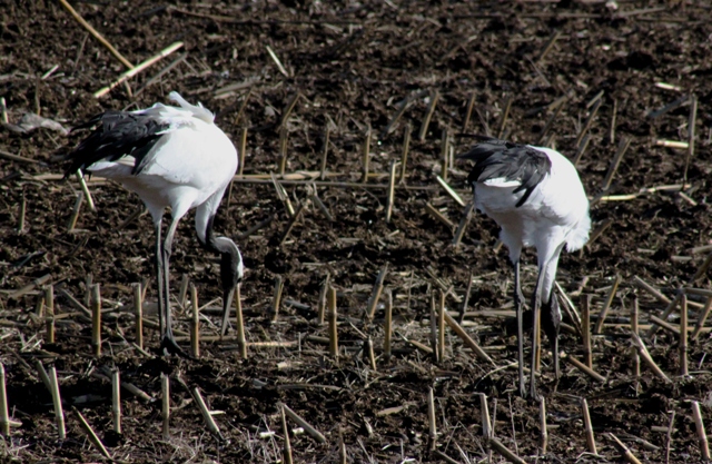 f:id:bihorokiyoshi:20211128053236j:plain