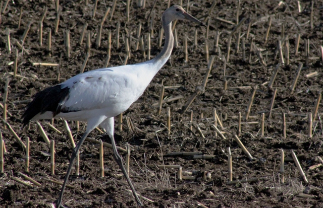 f:id:bihorokiyoshi:20211128053250j:plain