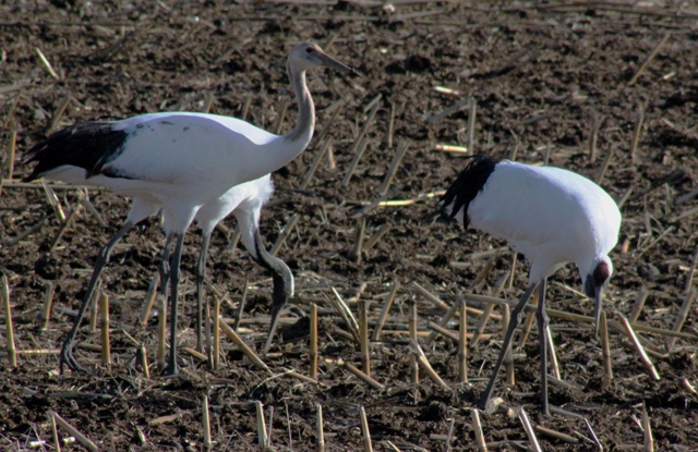 f:id:bihorokiyoshi:20211128053305j:plain