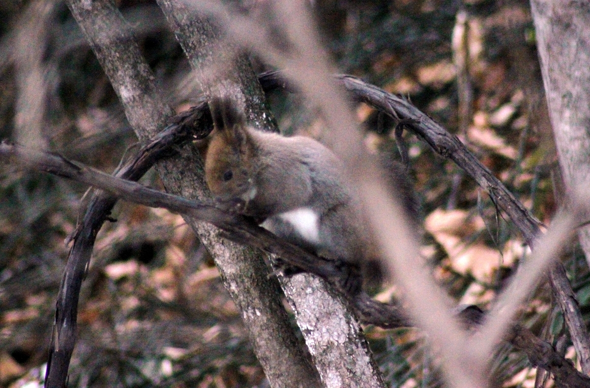 f:id:bihorokiyoshi:20220105064420j:plain