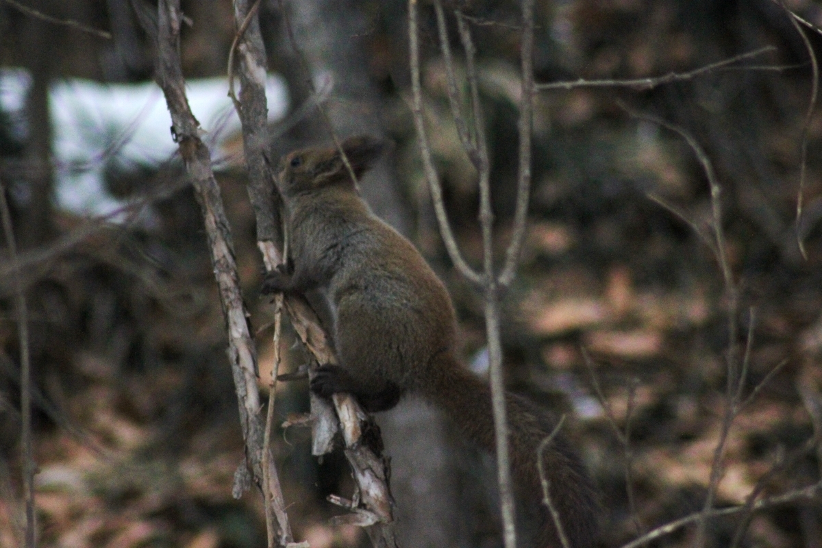 f:id:bihorokiyoshi:20220105064444j:plain