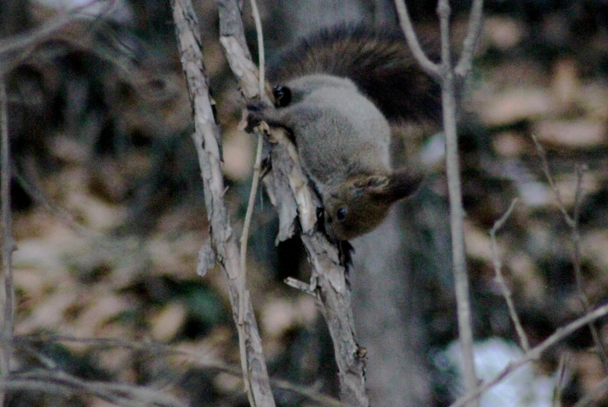 f:id:bihorokiyoshi:20220105064502j:plain