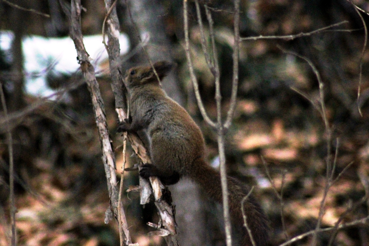 f:id:bihorokiyoshi:20220105064539j:plain