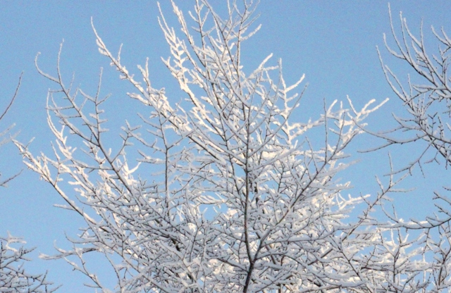 f:id:bihorokiyoshi:20220131085421j:plain