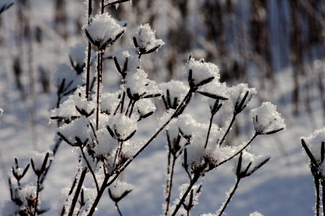 f:id:bihorokiyoshi:20220131085438j:plain