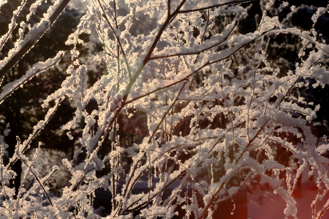 f:id:bihorokiyoshi:20220131085542j:plain