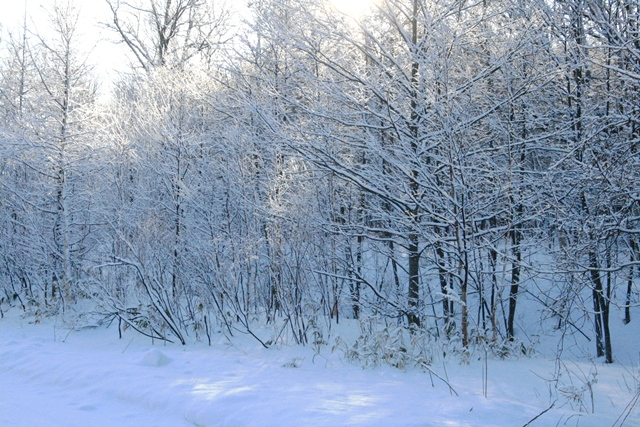 f:id:bihorokiyoshi:20220203073231j:plain