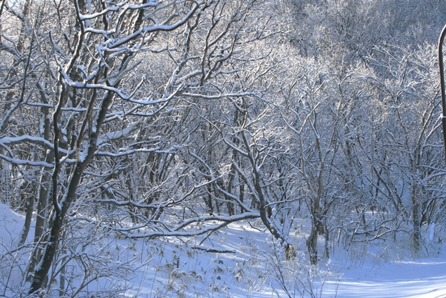 f:id:bihorokiyoshi:20220203073247j:plain