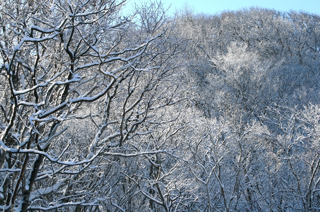 f:id:bihorokiyoshi:20220203073311j:plain