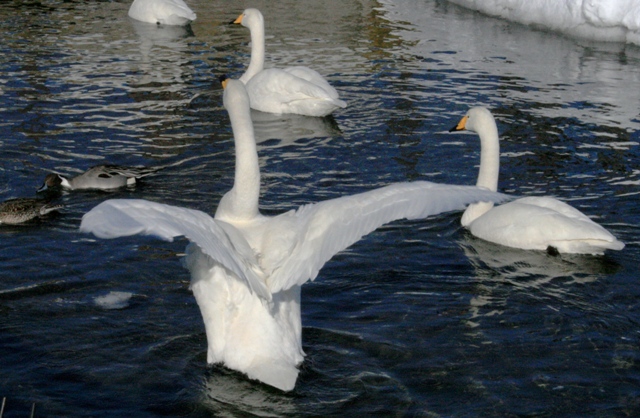 f:id:bihorokiyoshi:20220212075351j:plain