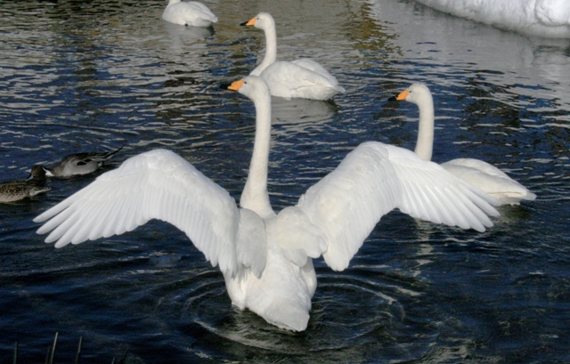 f:id:bihorokiyoshi:20220212075402j:plain