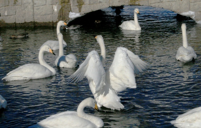 f:id:bihorokiyoshi:20220212075412j:plain