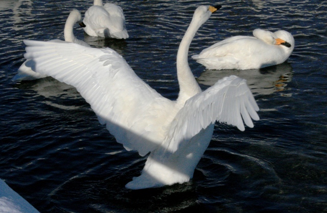 f:id:bihorokiyoshi:20220212075430j:plain