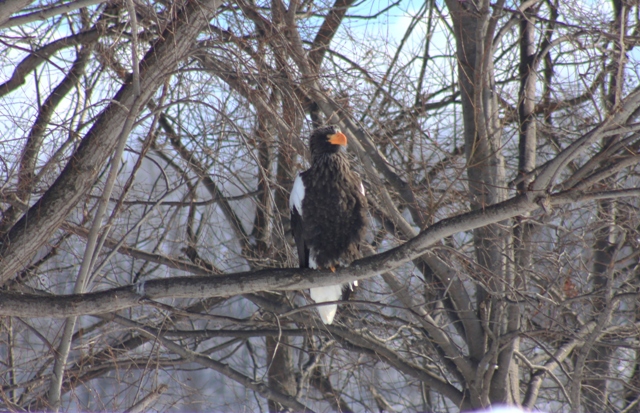 f:id:bihorokiyoshi:20220213073745j:plain