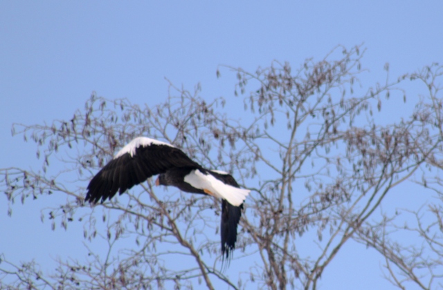 f:id:bihorokiyoshi:20220213073802j:plain