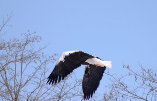 f:id:bihorokiyoshi:20220213073821j:plain